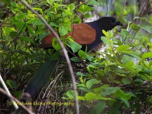 Greater Coucal
Seen in Long valley.